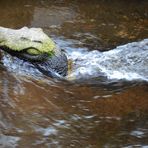 Das Krokodil von Himmelsbach