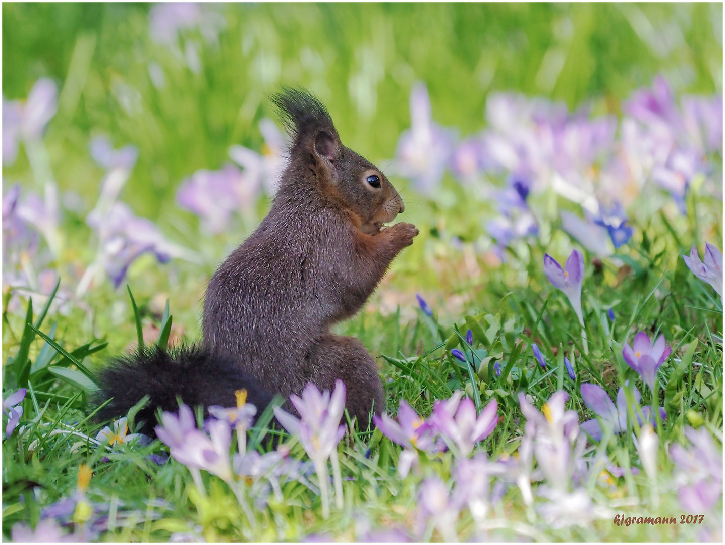 das krokushörnchen......