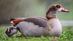 Das Küken im Regen