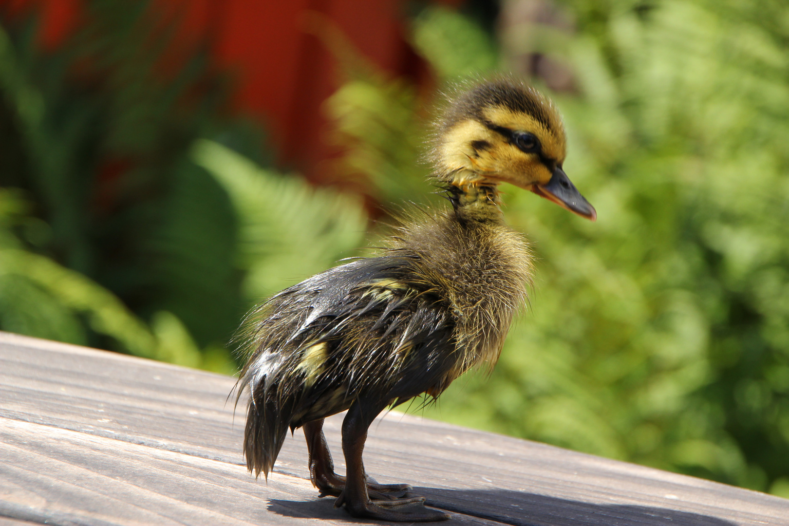 das Küken "Tweety"