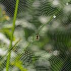 Das Kunstwerk einer kleinen Spinne ...