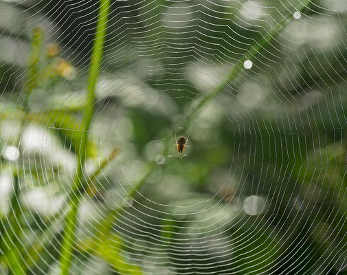 Das Kunstwerk einer kleinen Spinne ...