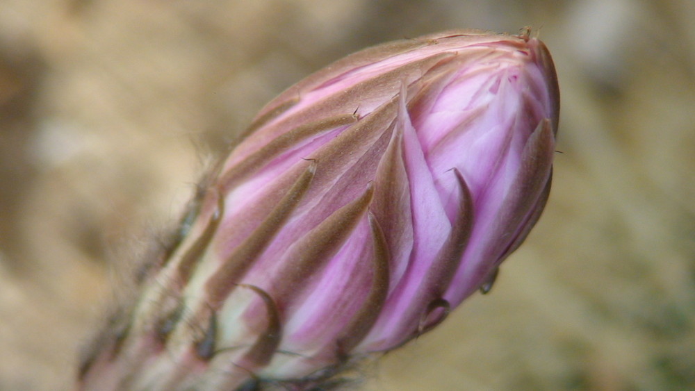 das kurze leben einer kaktusblüte 3