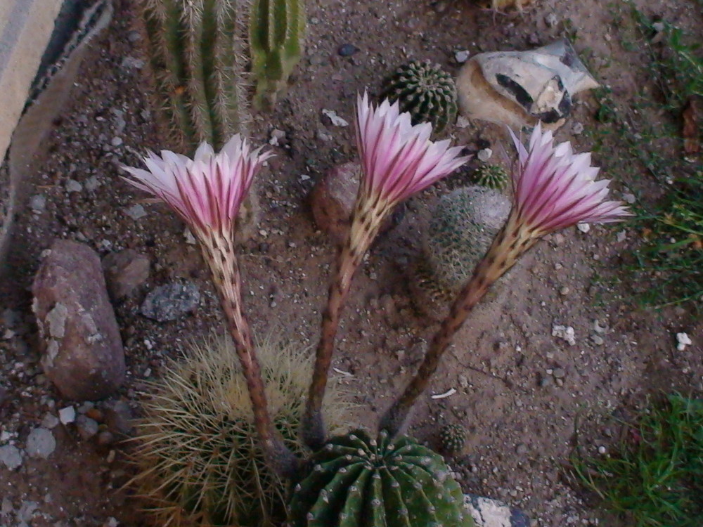 das kurze leben einer kaktusblüte 5