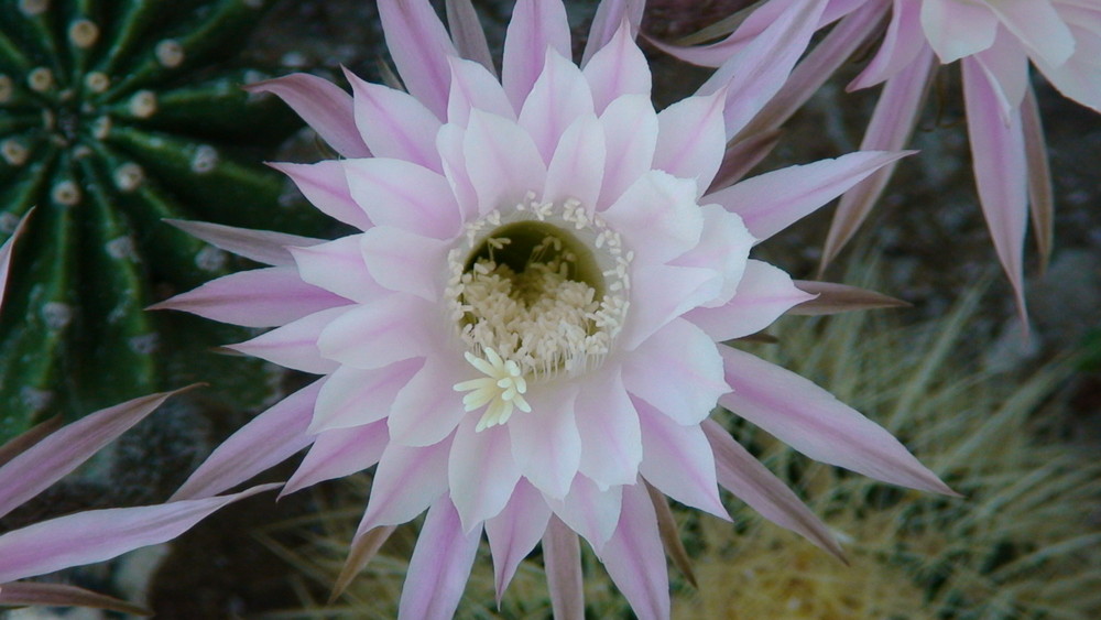 das kurze leben einer kaktusblüte 6