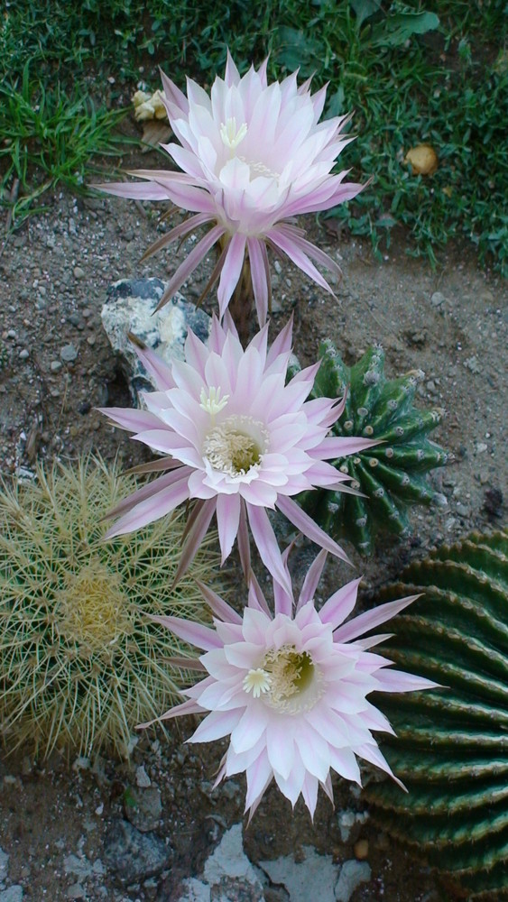 das kurze leben einer kaktusblüte 7