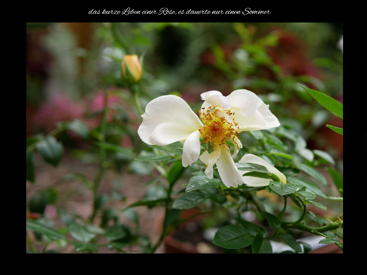 das-kurze-Leben-einer-Rose