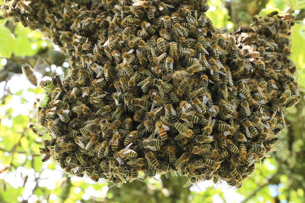 das Kuscheln der Bienen