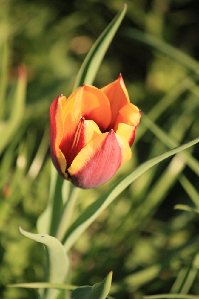 Das Lachen der Natur