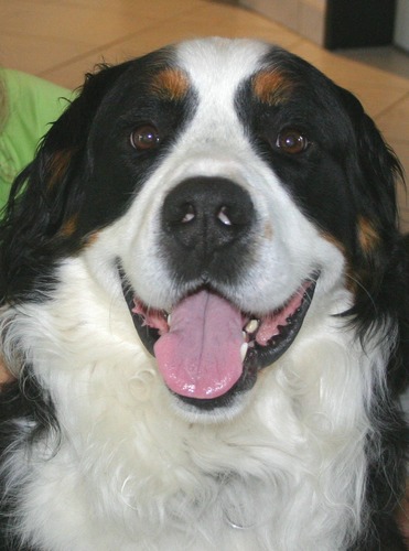 Das Lachen eines Berner Sennenhundes