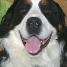 Das Lachen eines Berner Sennenhundes