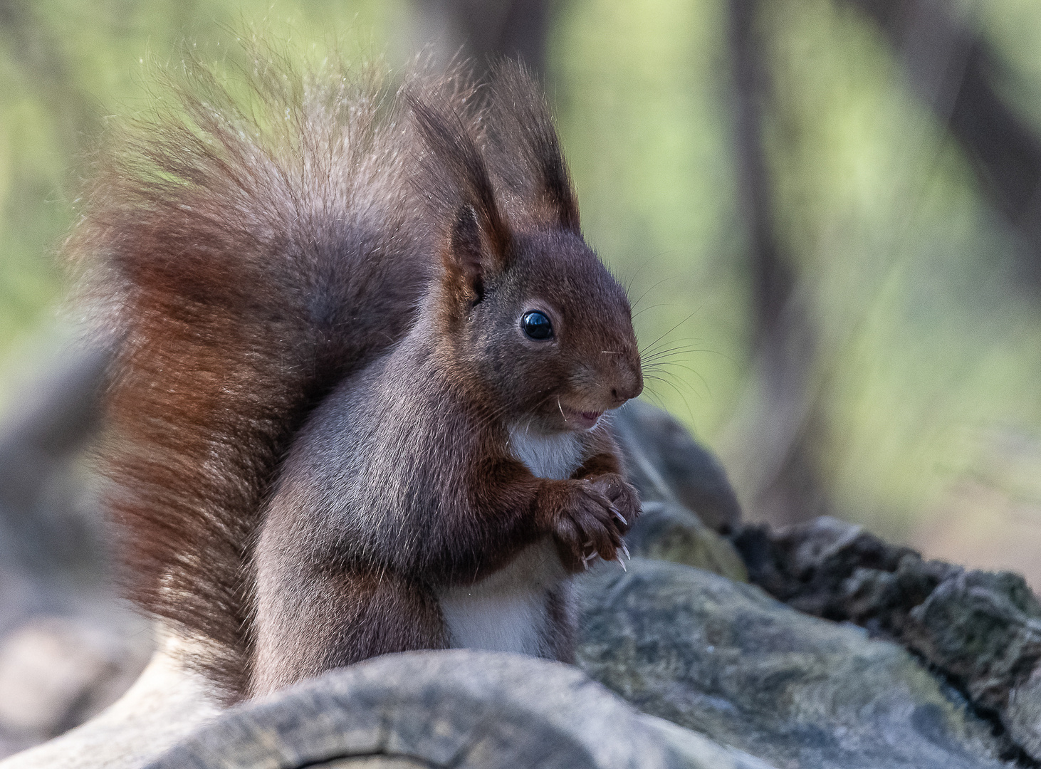 Das lachende Eichhörnchen