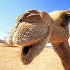 Das lachende Kamel, Atin Mountains, Oman
