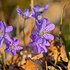 Das lachende Leberblümchen