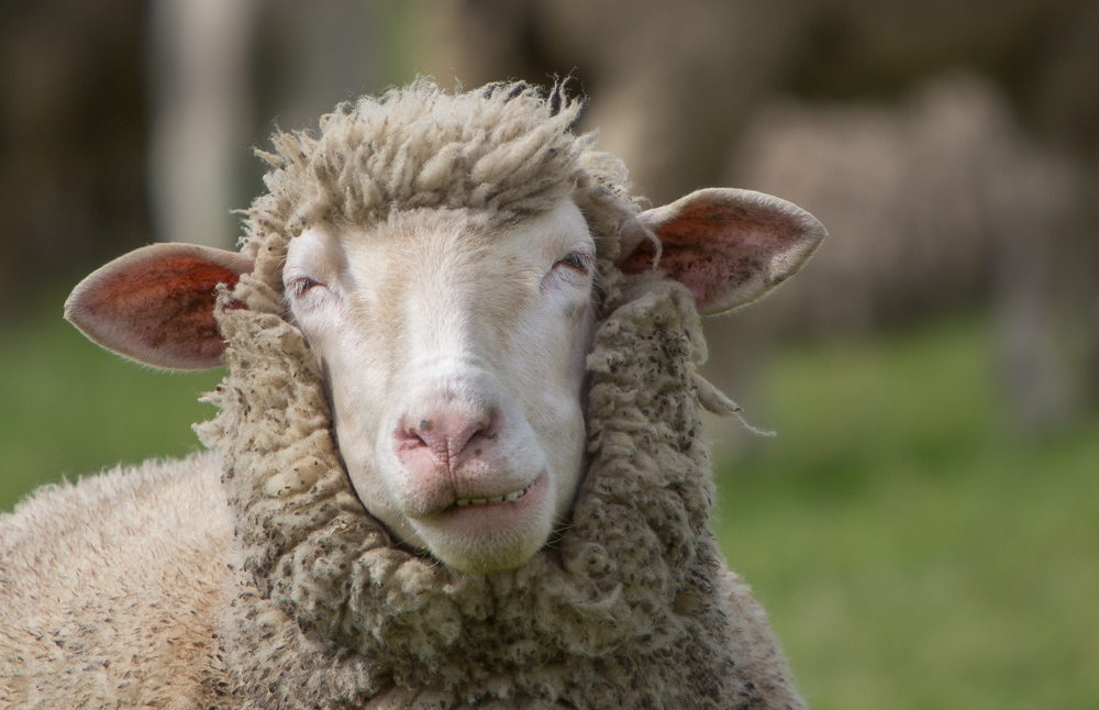 Das lachende Schaf