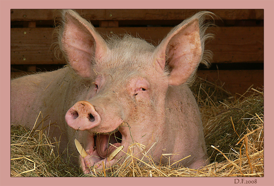 "Das lachende Schwein" Foto & Bild | tiere, haustiere, nutztiere Bilder