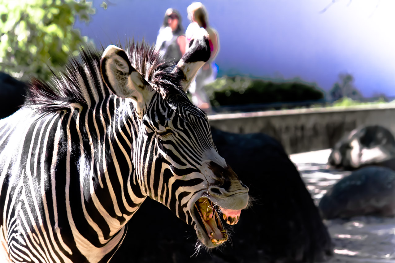 Das "lachende" Zebra - ein Zoobewohner