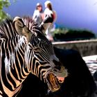 Das "lachende" Zebra - ein Zoobewohner