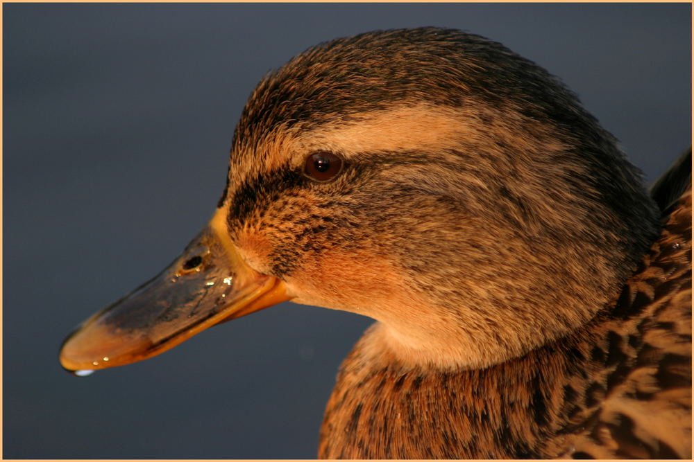 Das Lächeln der Ente