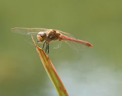 Das Lächeln der Libelle