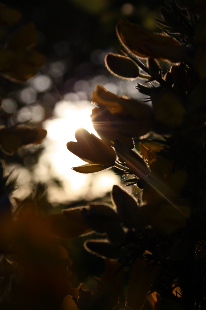 Das Lächeln der Sonne