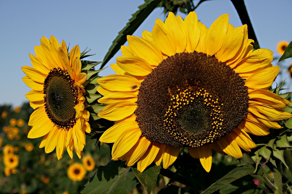 das lächeln der sonnenblumen