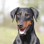 Das Lächeln der...Doberfrau