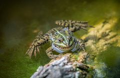 Das Lächeln des Breitmaulfrosches