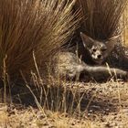 Das Lächeln des patagonischen Fuchses!