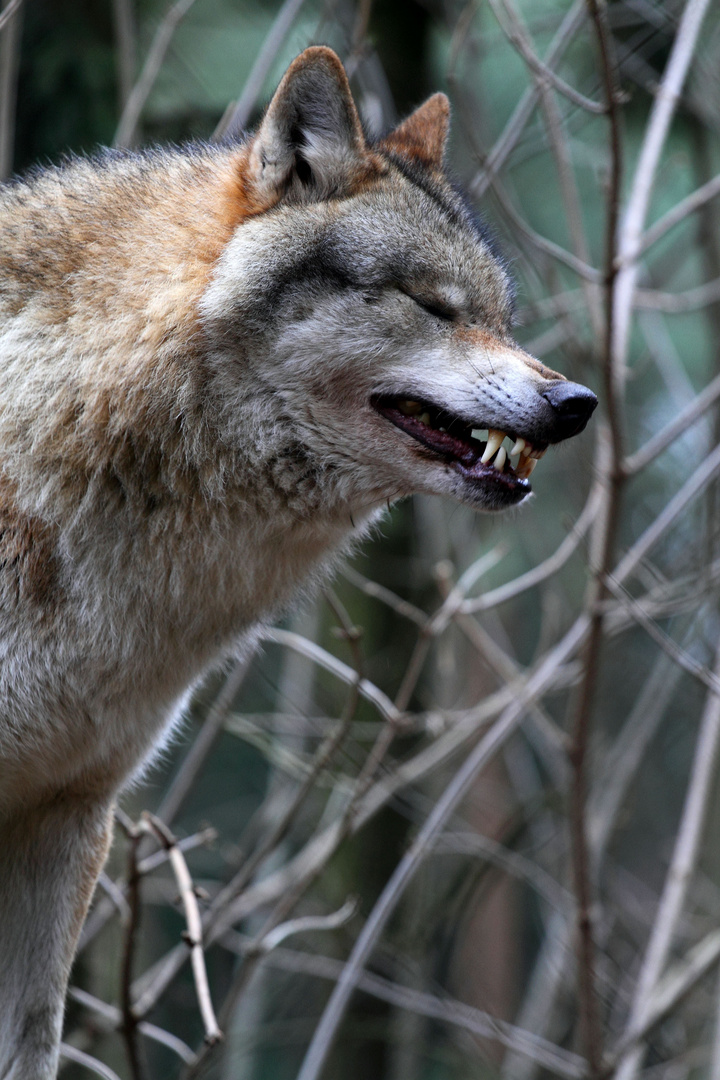 Das Lächeln des Wolfes