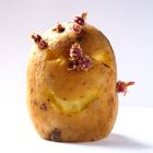 Das Lächeln einer Kartoffel