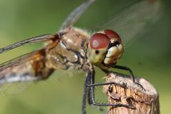 Das Lächeln einer Libelle