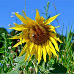 Das Lächeln einer Sonnenblume