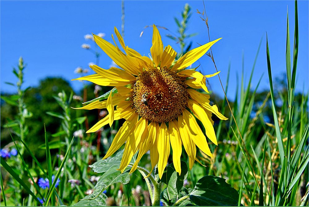 Das Lächeln einer Sonnenblume