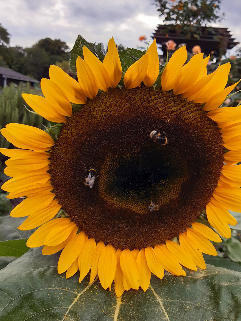 Das Lächeln einer Sonnenblume