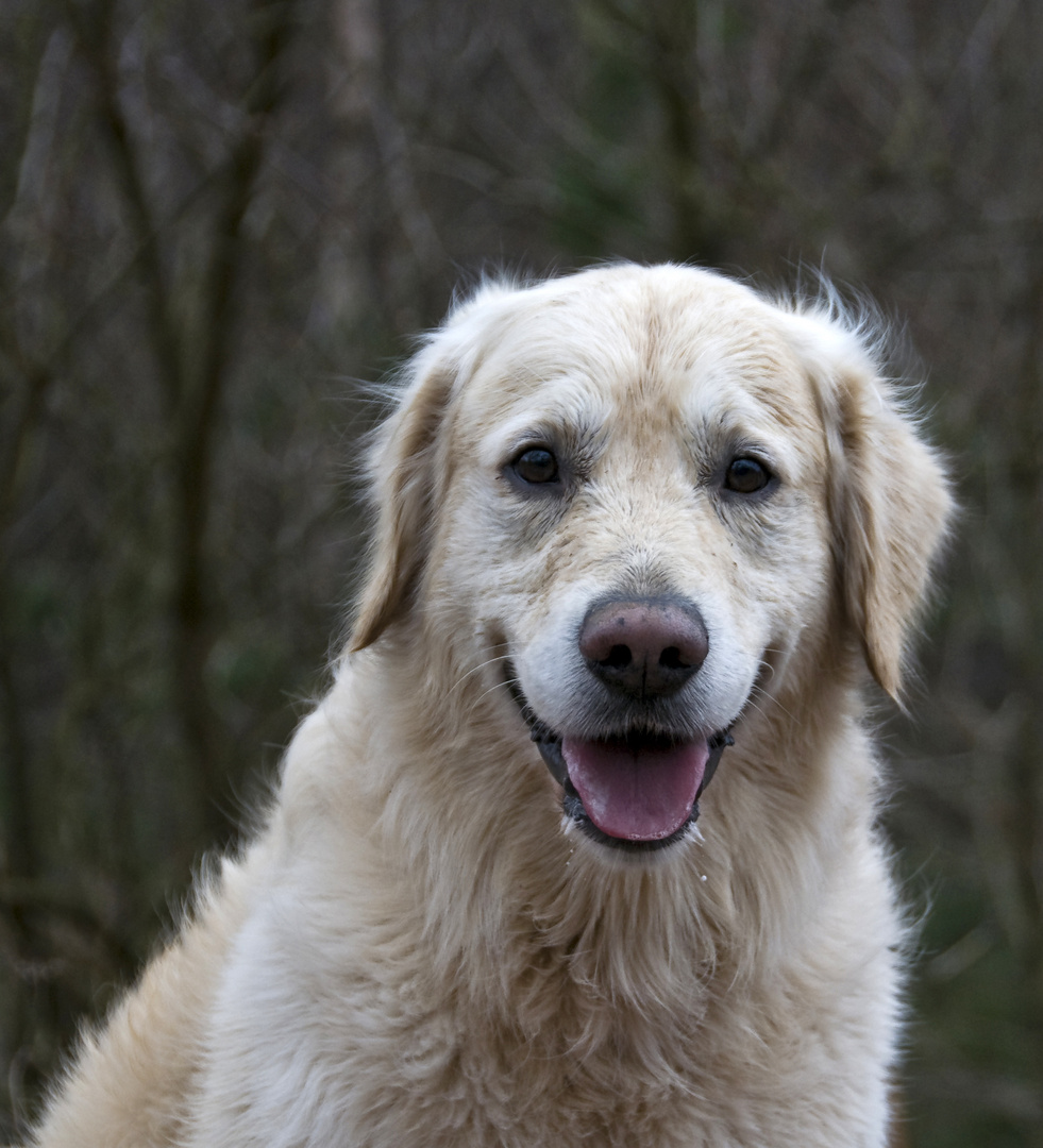 Das Lächeln eines Golden