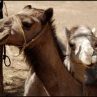 Das lächelnde Kamel