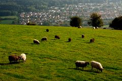 Das ländliche Merzig ...