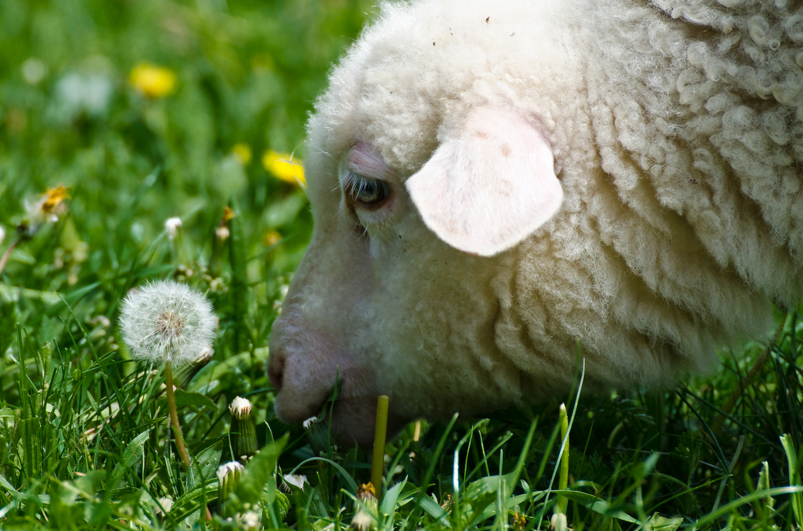 Das Lamm und die Pusteblume
