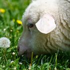 Das Lamm und die Pusteblume