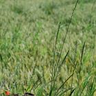 Das Land, der Mohn, kein Regen, kein Landregen, aber Schild...da .. 