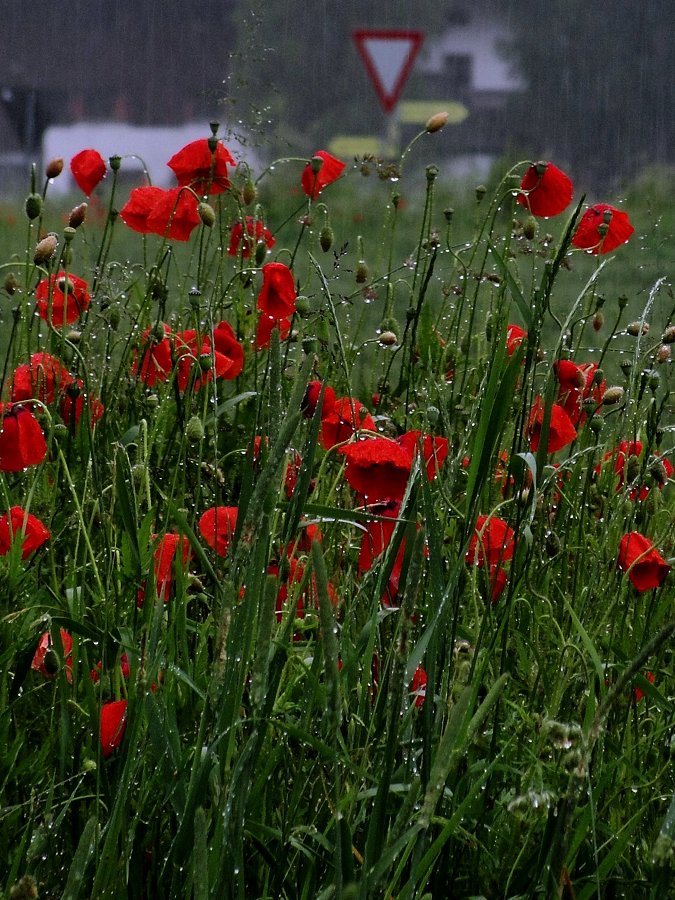 Das Land, der Regen, der Landregen, der Mohn, Schilda