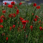 Das Land, der Regen, der Landregen, der Mohn, Schilda