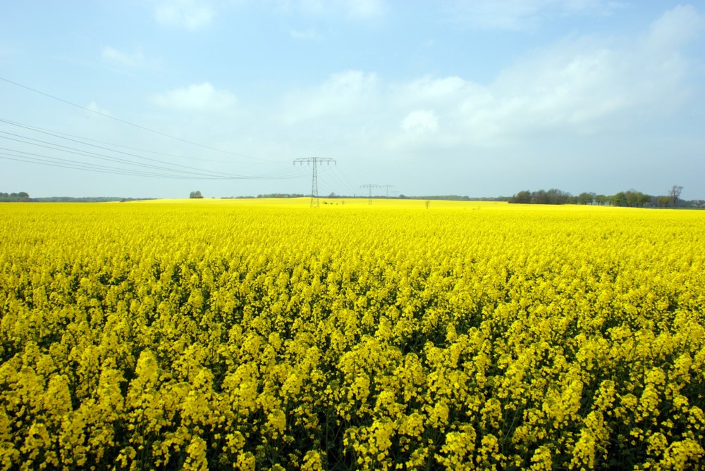 Das Land in Gelb getupft.