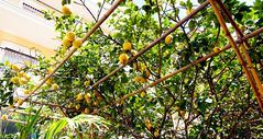 Das Land, wo die Zitronen blühn – auch im Vorgarten