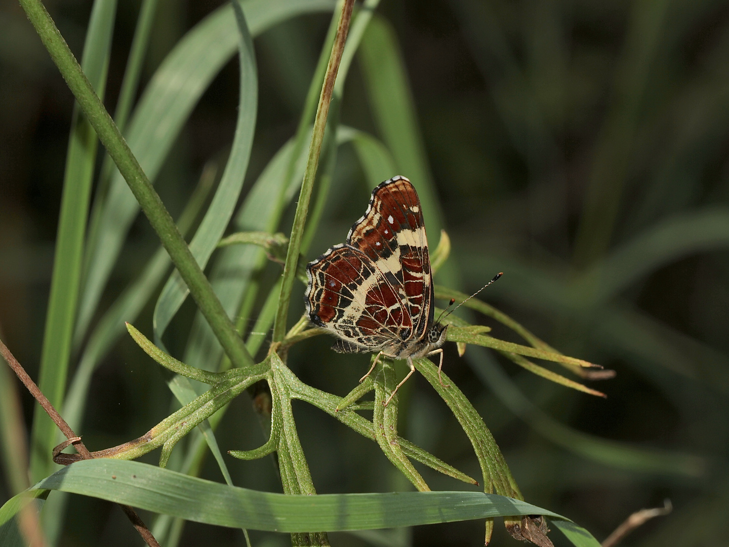 Das Landkärtchen (Araschnia levana) ...