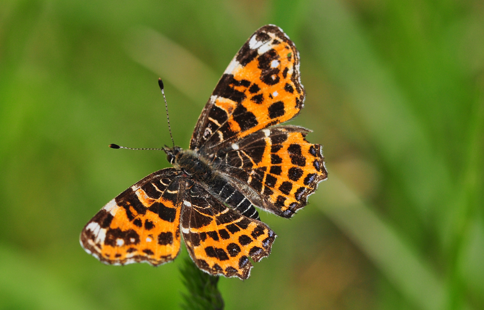 Das Landkärtchen (Araschnia levana)