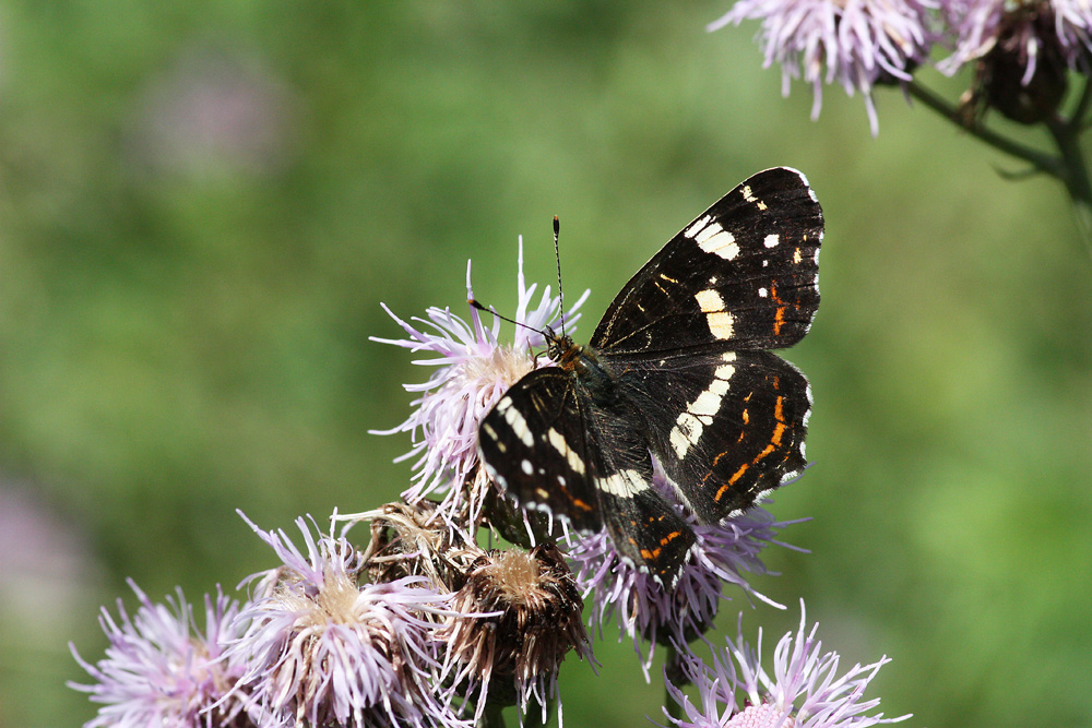 Das Landkärtchen (Araschnia levana)