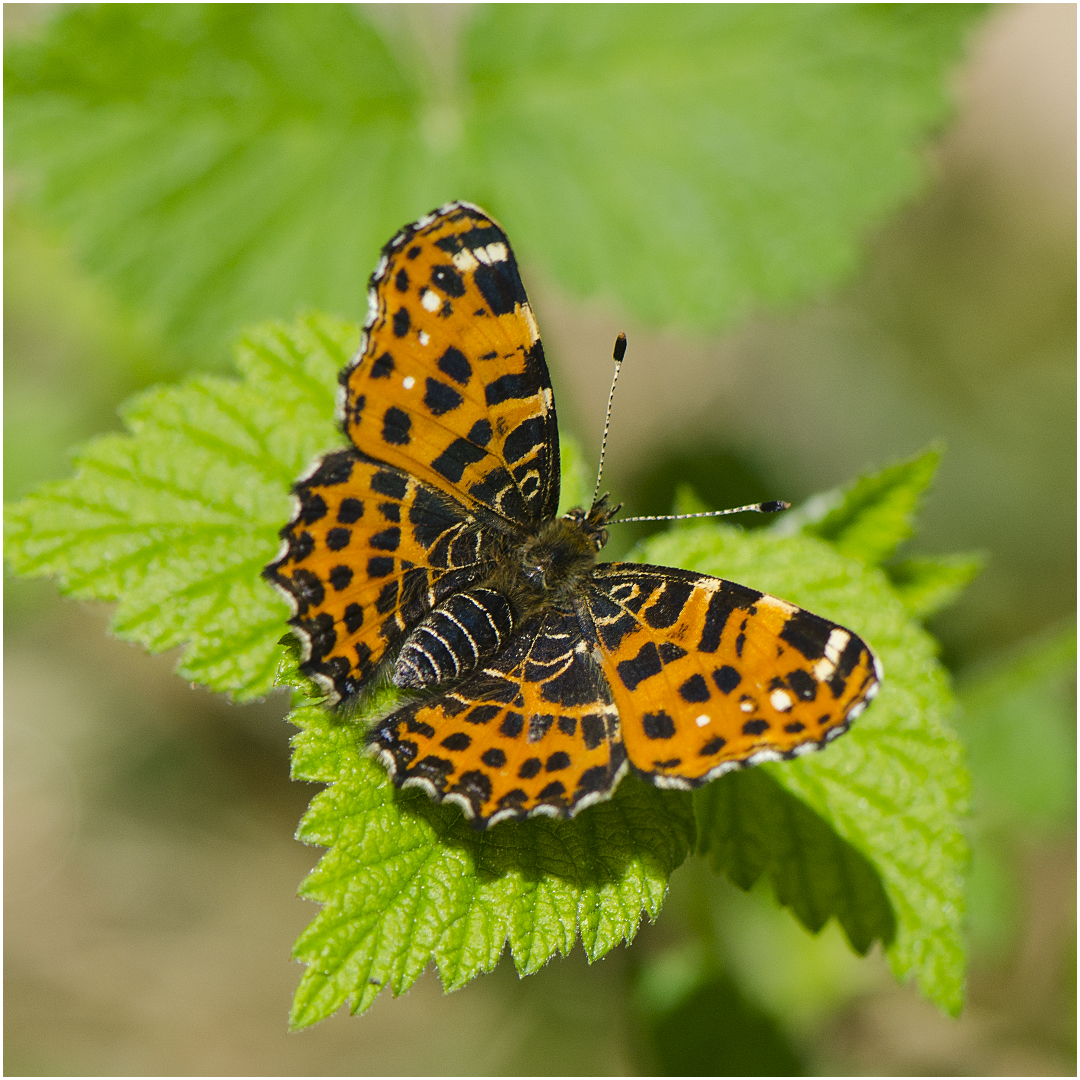 Das Landkärtchen (Araschnia levana) der 1. Generation . . .