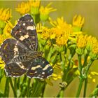 Das Landkärtchen (Araschnia levana)  entdeckte ich . . .